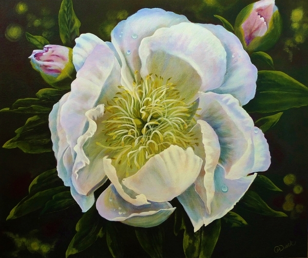 Peony Blanco